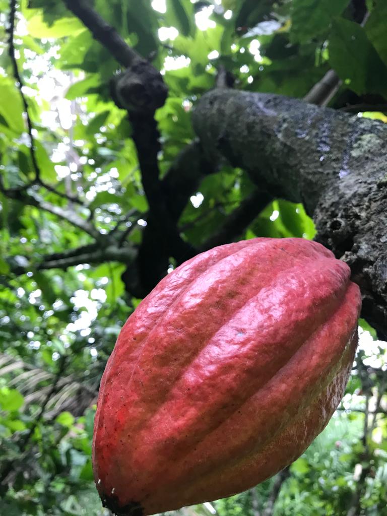 Historia del cacao